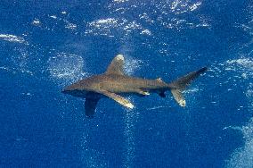 Tourist killed in shark attack in Marsa Alam - Egypt