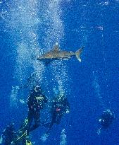 Tourist killed in shark attack in Marsa Alam - Egypt