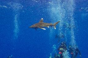 Tourist killed in shark attack in Marsa Alam - Egypt