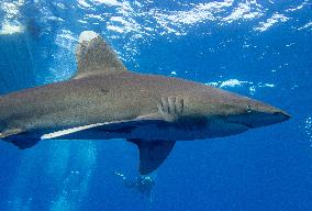 Tourist killed in shark attack in Marsa Alam - Egypt