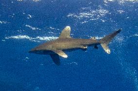 Tourist killed in shark attack in Marsa Alam - Egypt