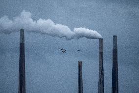 Canada Geese And Pollution From The Miami Fort Power Plant