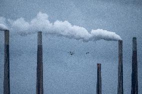 Canada Geese And Pollution From The Miami Fort Power Plant