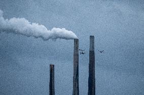 Canada Geese And Pollution From The Miami Fort Power Plant