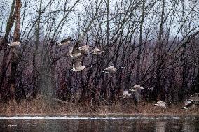 Canada Geese And Pollution From The Miami Fort Power Plant