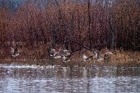 Canada Geese And Pollution From The Miami Fort Power Plant