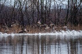 Canada Geese And Pollution From The Miami Fort Power Plant