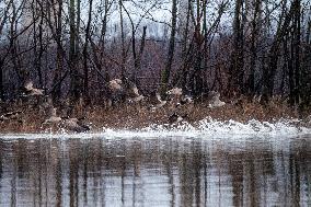 Canada Geese And Pollution From The Miami Fort Power Plant