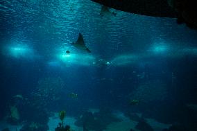 Dive Into Wonder Lisbon Oceanarium