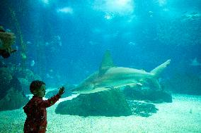 Dive Into Wonder Lisbon Oceanarium