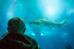 Dive Into Wonder Lisbon Oceanarium