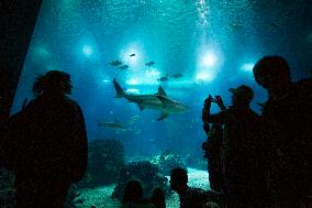 Dive Into Wonder Lisbon Oceanarium