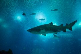 Dive Into Wonder Lisbon Oceanarium