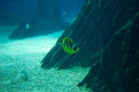 Dive Into Wonder Lisbon Oceanarium