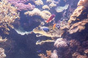 Dive Into Wonder Lisbon Oceanarium