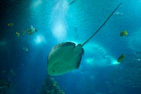 Dive Into Wonder Lisbon Oceanarium