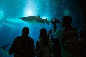 Dive Into Wonder Lisbon Oceanarium