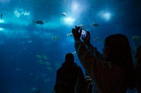 Dive Into Wonder Lisbon Oceanarium