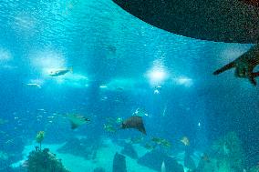 Dive Into Wonder Lisbon Oceanarium