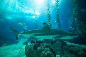 Dive Into Wonder Lisbon Oceanarium