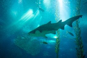 Dive Into Wonder Lisbon Oceanarium