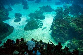 Dive Into Wonder Lisbon Oceanarium