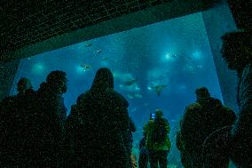 Dive Into Wonder Lisbon Oceanarium