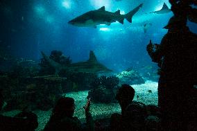 Dive Into Wonder Lisbon Oceanarium