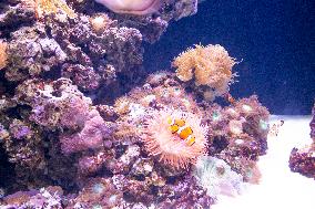 Dive Into Wonder Lisbon Oceanarium