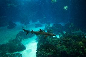 Dive Into Wonder Lisbon Oceanarium