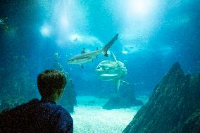 Dive Into Wonder Lisbon Oceanarium