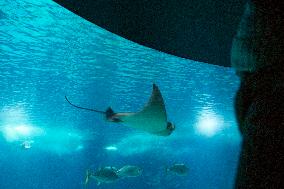 Dive Into Wonder Lisbon Oceanarium