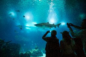 Dive Into Wonder Lisbon Oceanarium