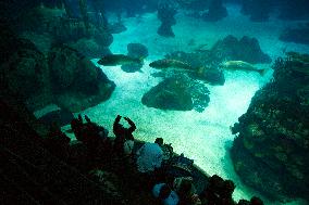 Dive Into Wonder Lisbon Oceanarium