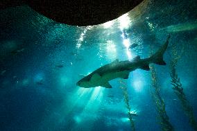 Dive Into Wonder Lisbon Oceanarium