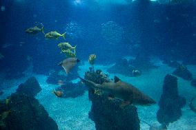 Dive Into Wonder Lisbon Oceanarium