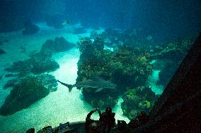 Dive Into Wonder Lisbon Oceanarium