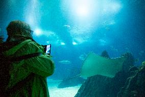 Dive Into Wonder Lisbon Oceanarium