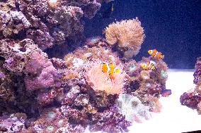 Dive Into Wonder Lisbon Oceanarium