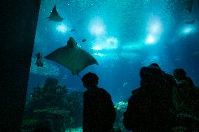 Dive Into Wonder Lisbon Oceanarium