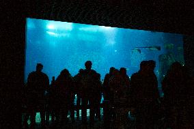 Dive Into Wonder Lisbon Oceanarium