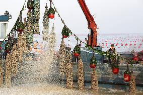 Oyster Harvest