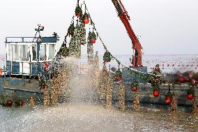 Oyster Harvest