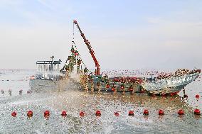 Oyster Harvest