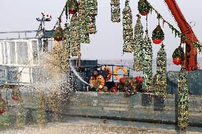 Oyster Harvest