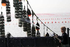 Oyster Harvest