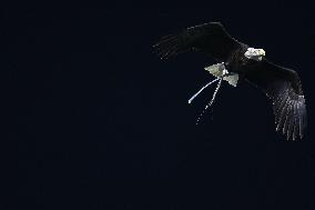 CALCIO - Serie A - SS Lazio vs Atalanta BC