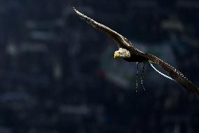 CALCIO - Serie A - SS Lazio vs Atalanta BC