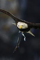 CALCIO - Serie A - SS Lazio vs Atalanta BC