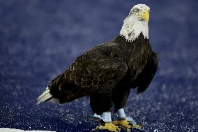 CALCIO - Serie A - SS Lazio vs Atalanta BC